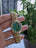 Rolex Emerald Gold